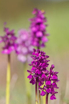 Image of Green-winged Orchid