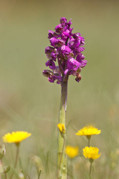 Image of Green-winged Orchid