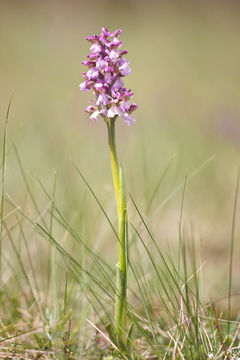 Image of Green-winged Orchid