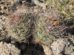 Image of Gymnocalycium castellanosii Backeb.