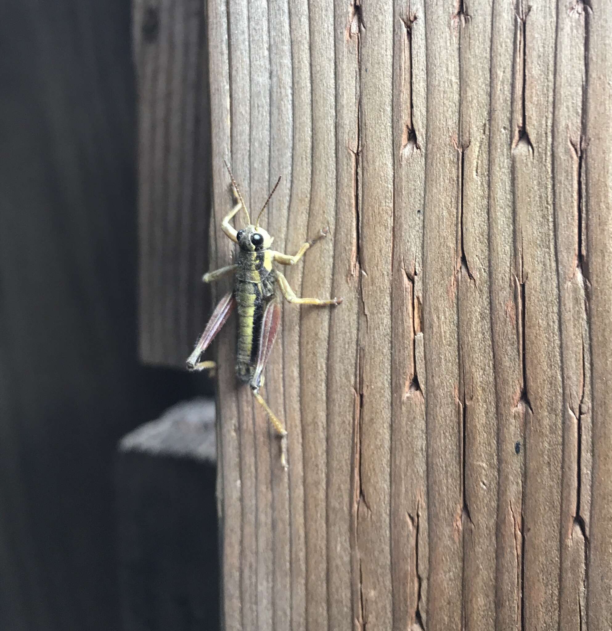 Image of Cascade Timberline Grasshopper