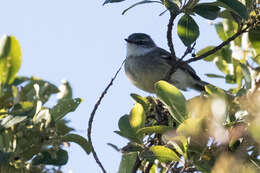 Image of White-throated Tyrannulet