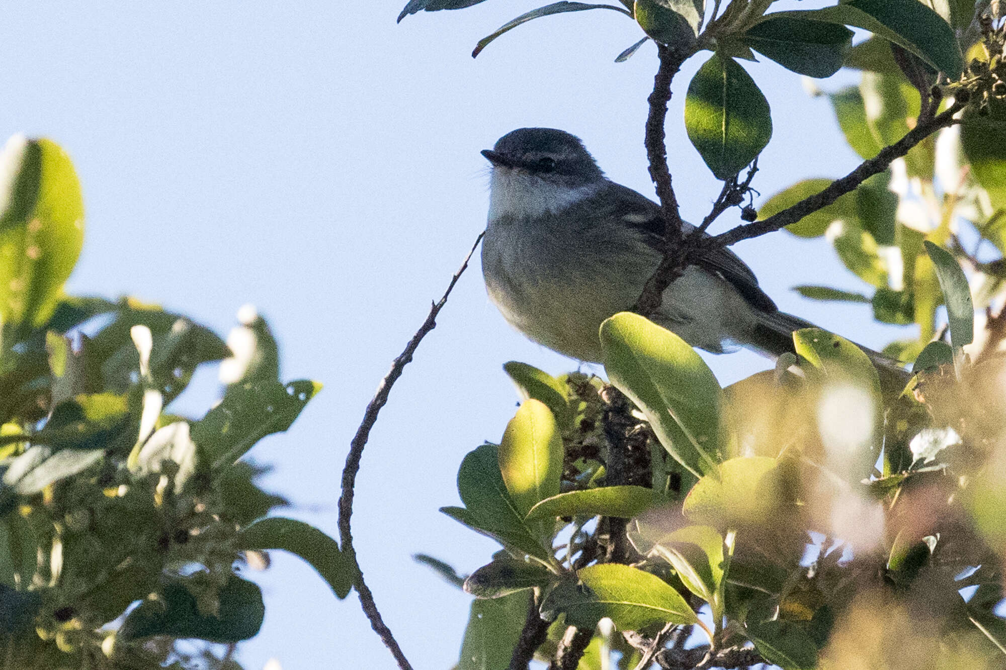 Plancia ëd Mecocerculus leucophrys (d'Orbigny & Lafresnaye 1837)