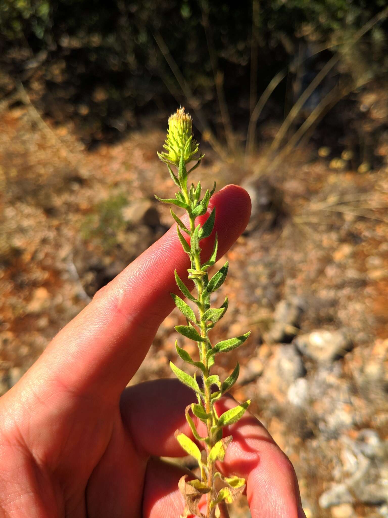 Слика од Chiliadenus glutinosus (L.) Fourr.