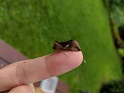 Autographa bractea Schiffermüller 1776 resmi