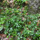 Image of Isoglossa collina (T. Anderson) B. Hansen