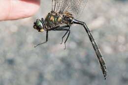 Image of Mountain Emerald