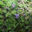 Слика од Viola alba subsp. cretica (Boiss. & Heldr.) Marcussen