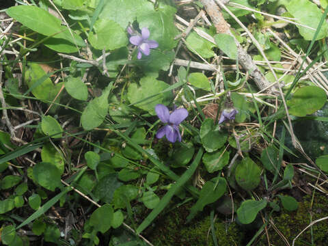 Image of Viola alba subsp. cretica (Boiss. & Heldr.) Marcussen