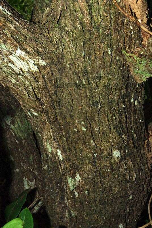 Image of Round-leaved Poison-bush