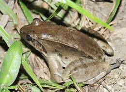 Image of Leptodactylus guianensis Heyer & de Sá 2011