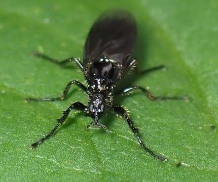 Image of Dilophus febrilis (Linnaeus 1758)