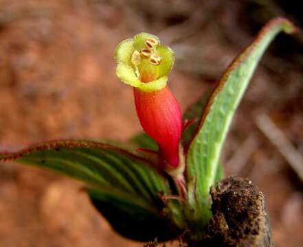 Image of Columnea nervosa (Klotzsch ex Oerst.) Hanst.