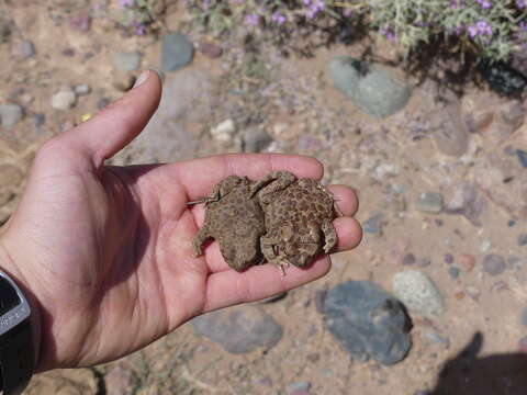 Image of Berber Toad