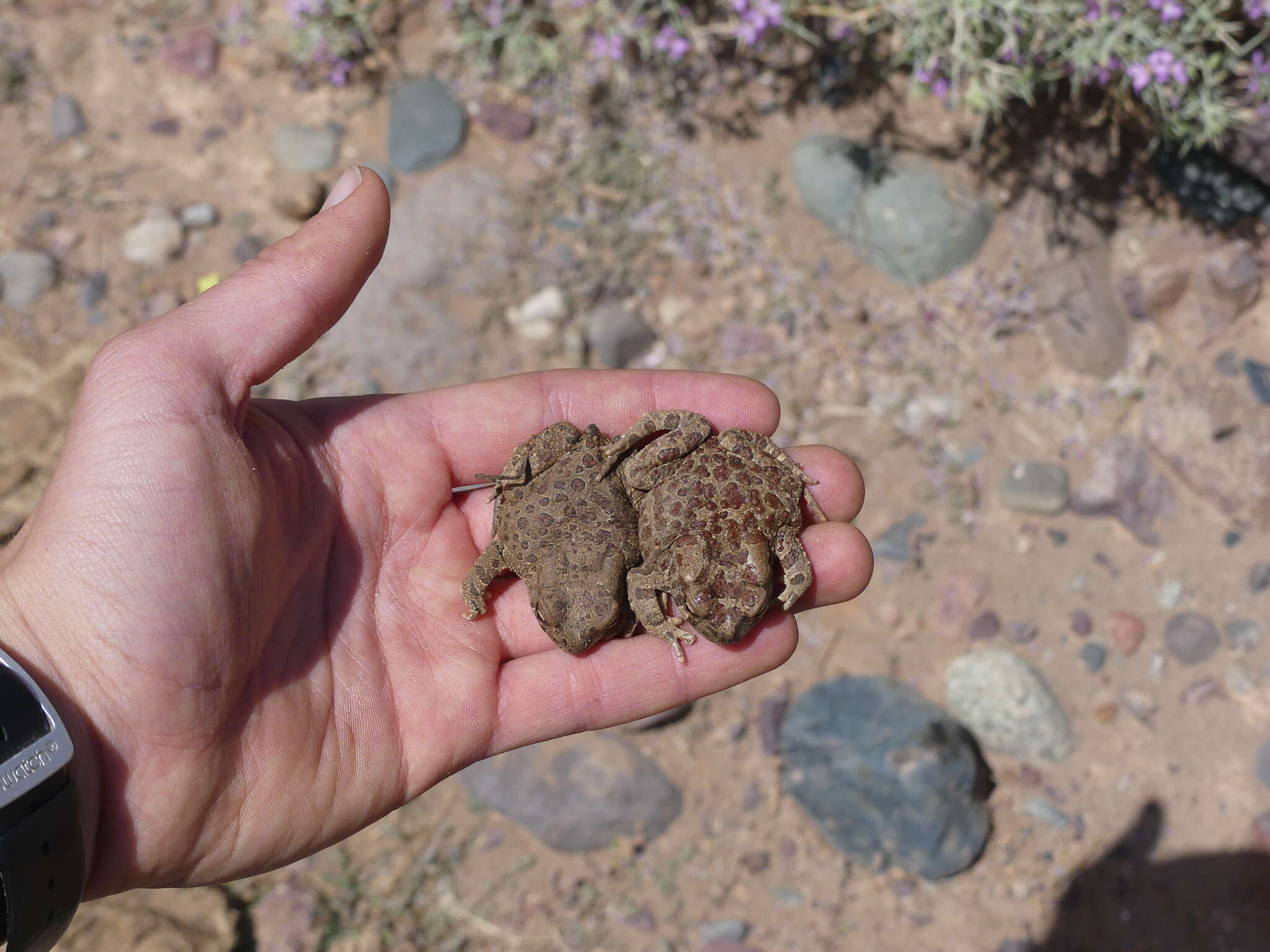 Image of Berber Toad