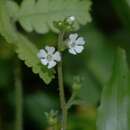 Image of Stimpsonia chamaedryoides Wright ex A. Gray