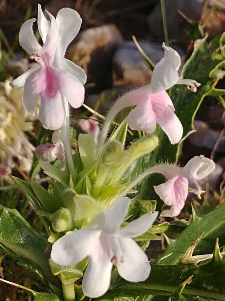 Image of Morina persica L.