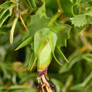 Image of Mutisia ilicifolia var. decandolleana (Phil.) Cabrera