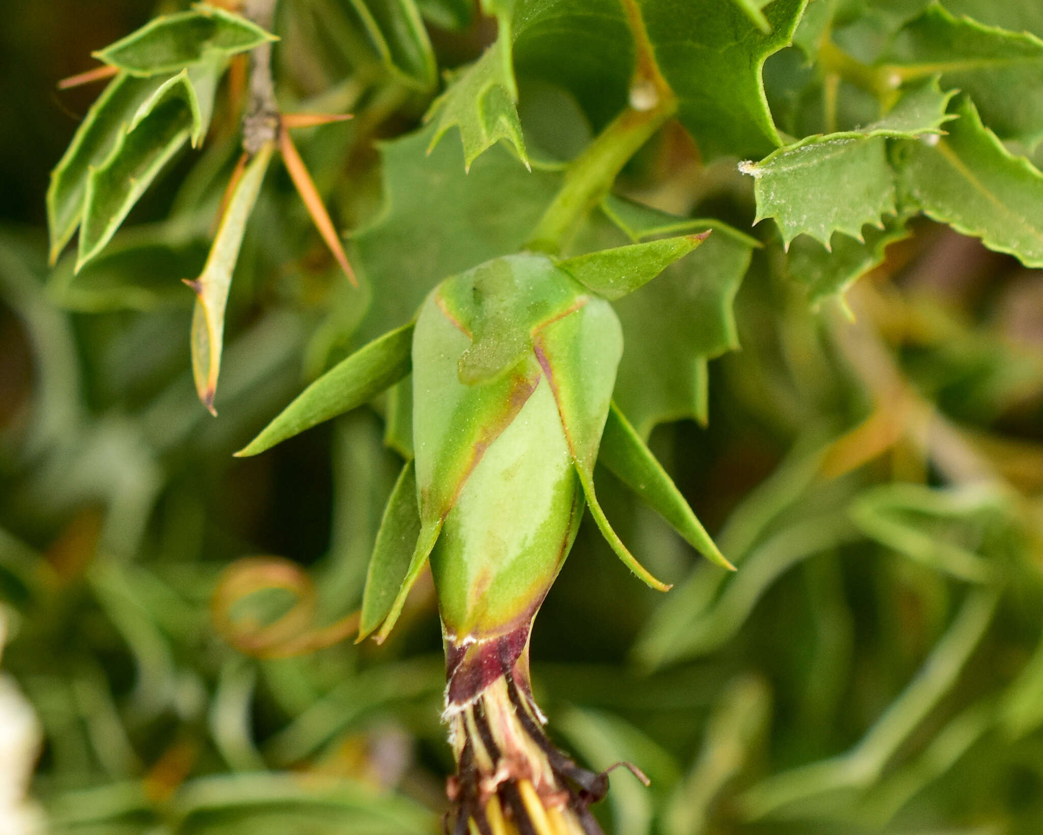 Image of Mutisia ilicifolia var. decandolleana (Phil.) Cabrera