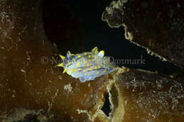 Image of Fourline nudibranch