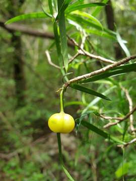 Image of Dracaena reflexa var. occidentalis H. Perrier