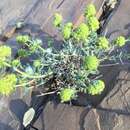 Image of Teucrium luteum subsp. flavovirens (Batt.) Greuter & Burdet