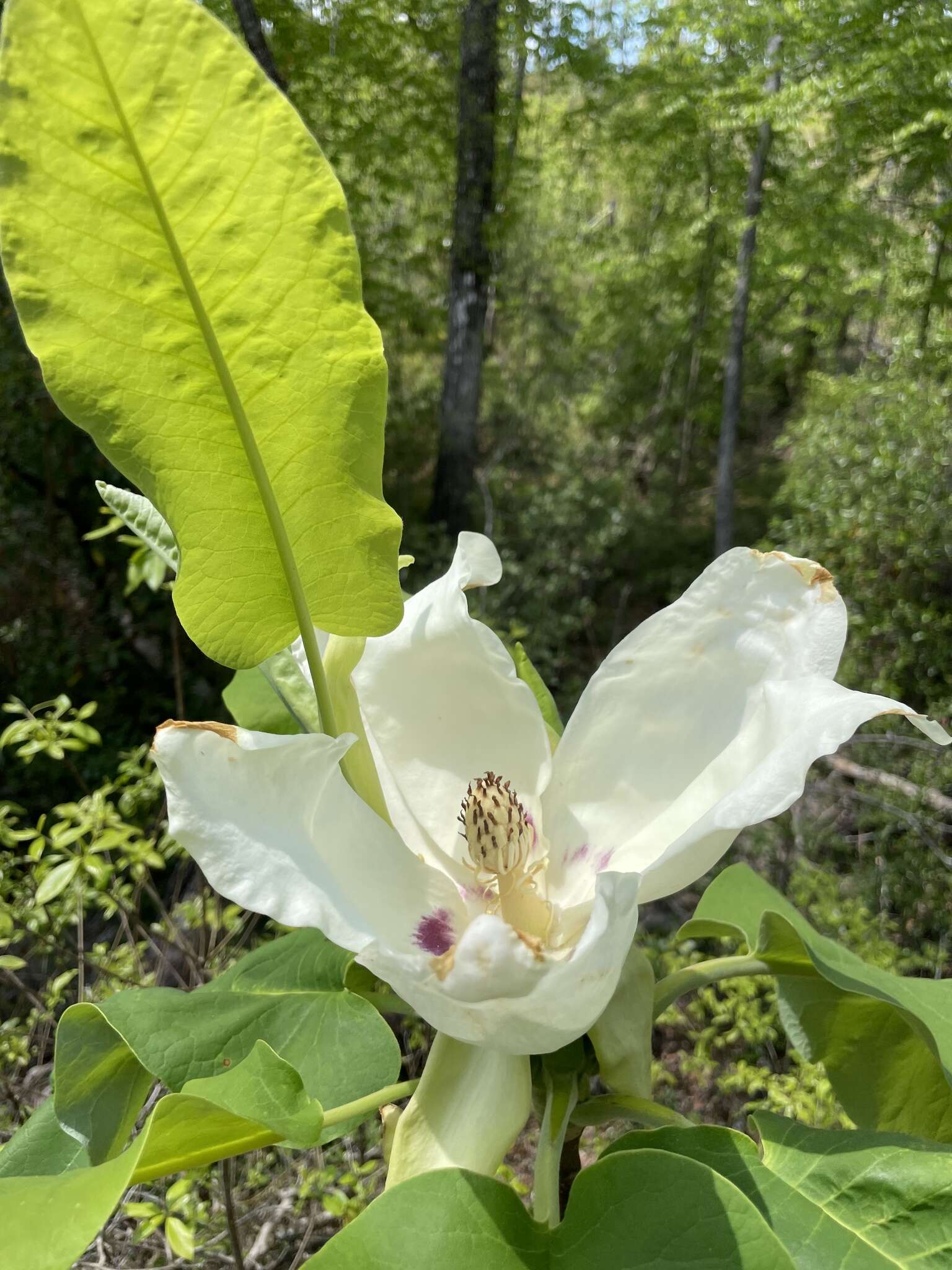 Image of Ashe's Magnolia