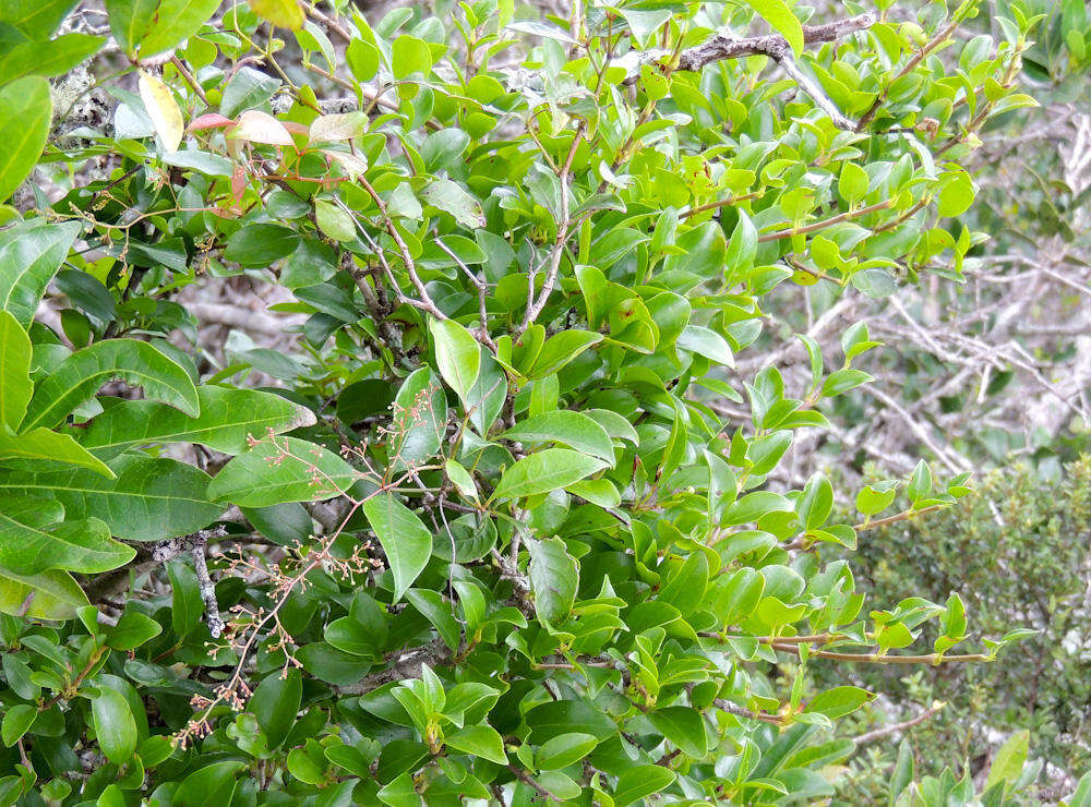 Image of Searsia acocksii (Moffett) Moffett