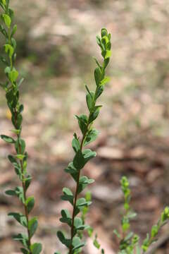 Image of Pimelea flava subsp. flava