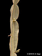 Image of Baccharis crispa Spreng.