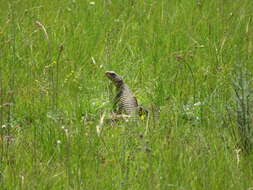 Image of Giant girdled lizard