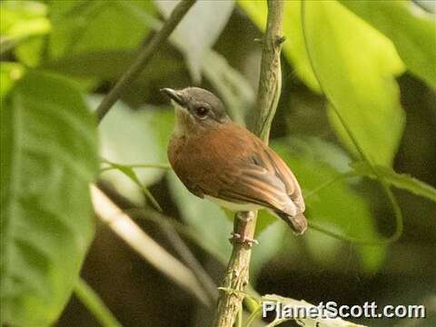 Слика од Platysteira castanea Fraser 1843