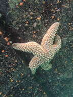 Image of Giant seastar