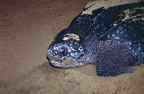 Image of Coffin-back