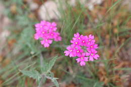 Image of crisped mock vervain