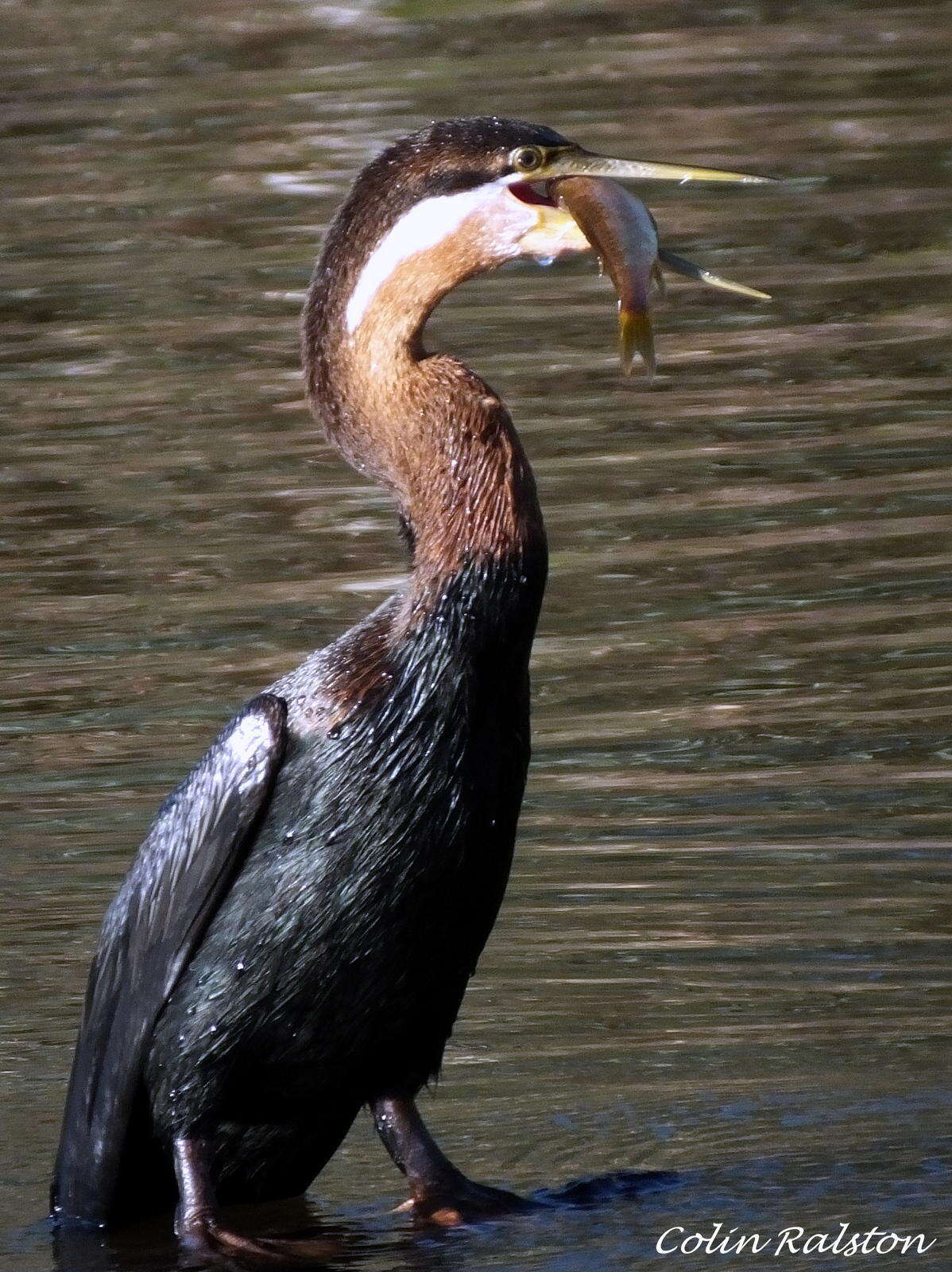 Image of Anhinga rufa rufa (Daudin 1802)