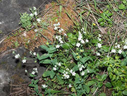 Image of Iberodes commutata (G. López) Serrano, R. Carbajal & S. Ortiz