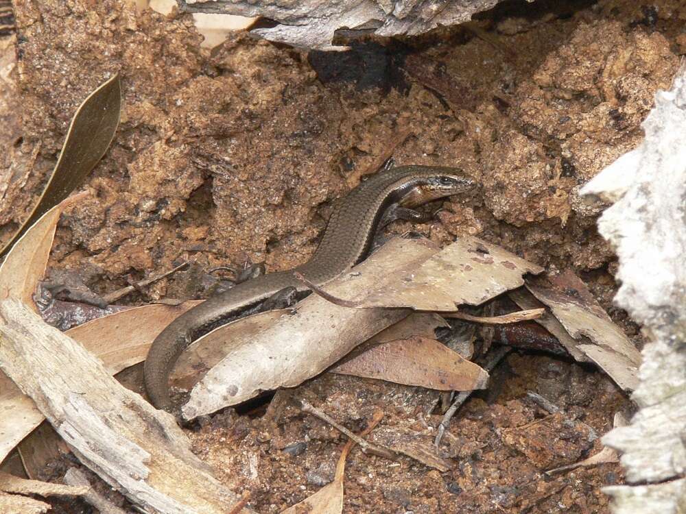 Image of Red-throated Cool-skink