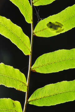 Image de Ololygon argyreornata (Miranda-Ribeiro 1926)