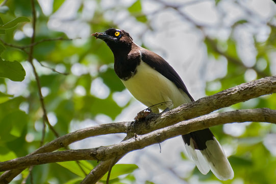 Image of White-naped Jay