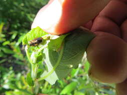 Sivun Chrysomela (Macrolina) schaefferi Brown 1956 kuva