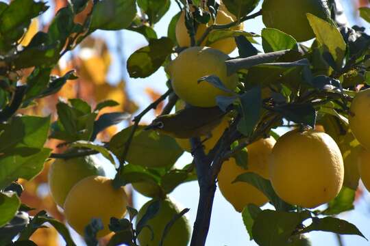 Image of Cape White-eye