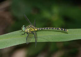 Imagem de Austrogomphus arbustorum Tillyard 1906