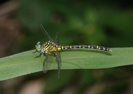 Imagem de Austrogomphus arbustorum Tillyard 1906