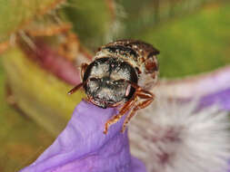 Image of Lasioglossum platychilum Walker 1999