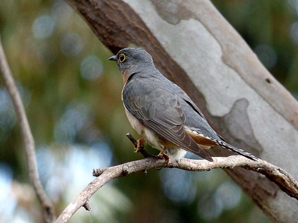 Image of Fan-tailed Cuckoo