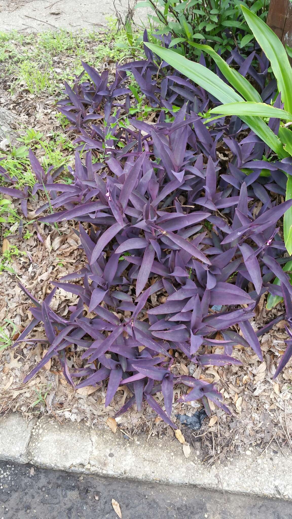 Image of purple heart