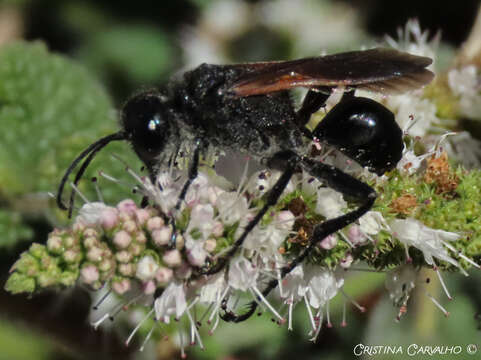 Image of Prionyx subfuscatus (Dahlbom 1845)