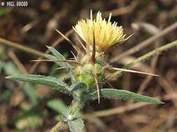 Image of Centaurea procurrens Sieb. ex Spreng.