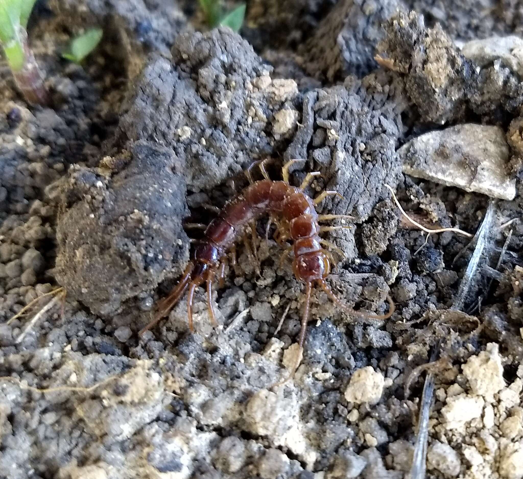 Plancia ëd Lithobius forficatus (Linnaeus 1758)